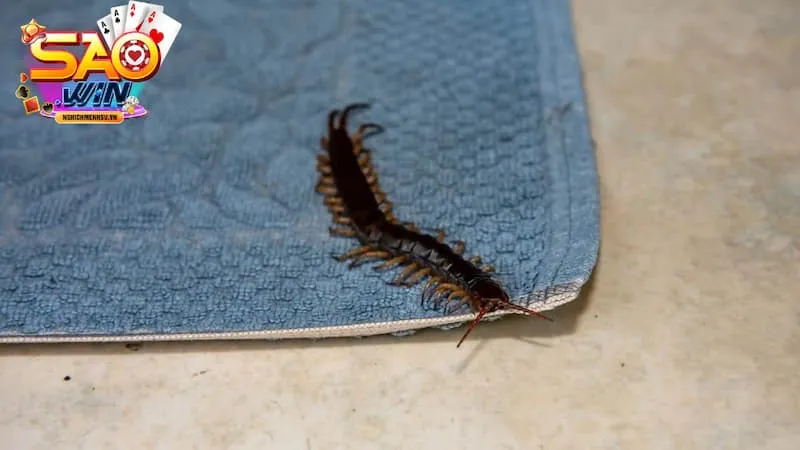 mơ thấy rết bò vào nhà