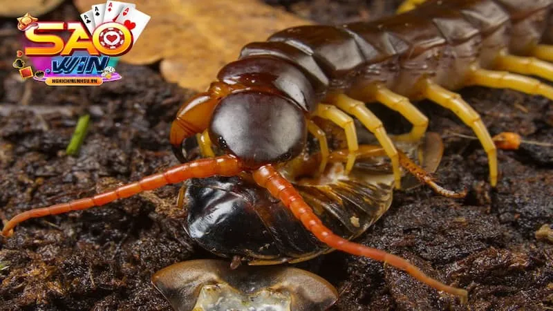 mơ thấy rết chết