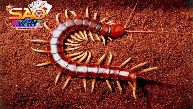 mơ thấy rết máu đỏ