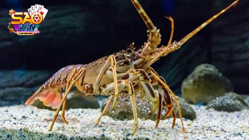 mơ thấy tôm người khác cho